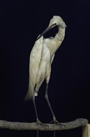 藏品(小白鷺)的圖片